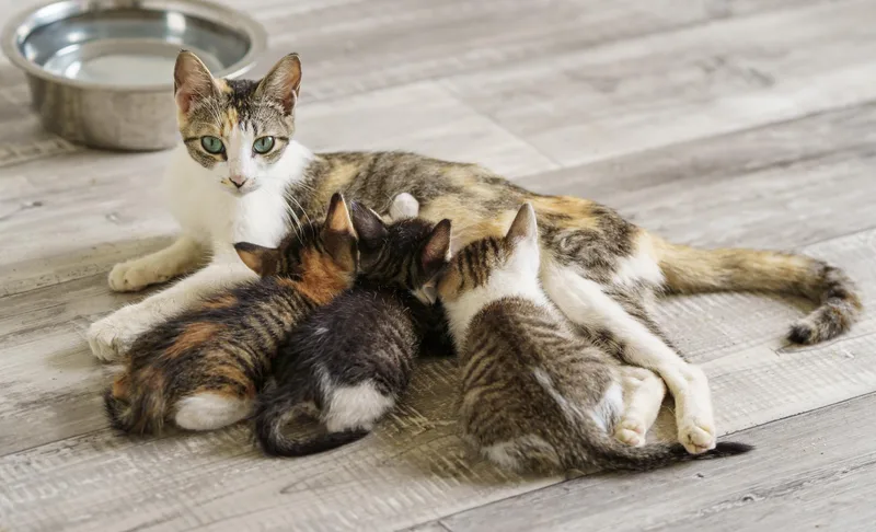 A young medium-sized female Calico cat named Aurora for adoption in LAMPASAS, TX