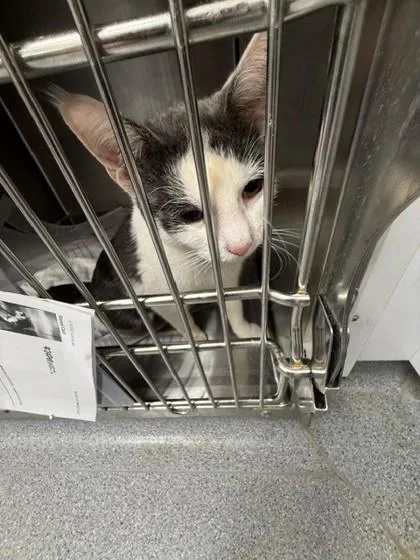 A young small-sized female Gray / Blue / Silver Domestic Short Hair cat named Dharma for adoption in Atlanta, GA