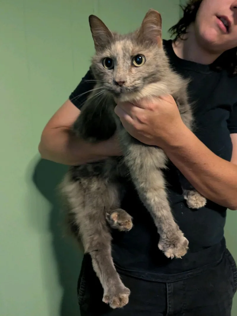 An adult large-sized female Gray / Blue / Silver Torbie cat named Nani for adoption in Stanley, NC