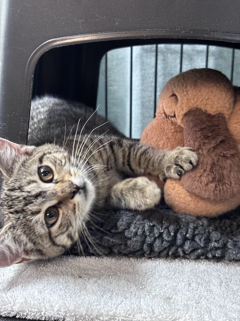 A baby medium-sized female Tabby (Gray / Blue / Silver) Domestic Short Hair cat named Marina for adoption in Nantucket, MA