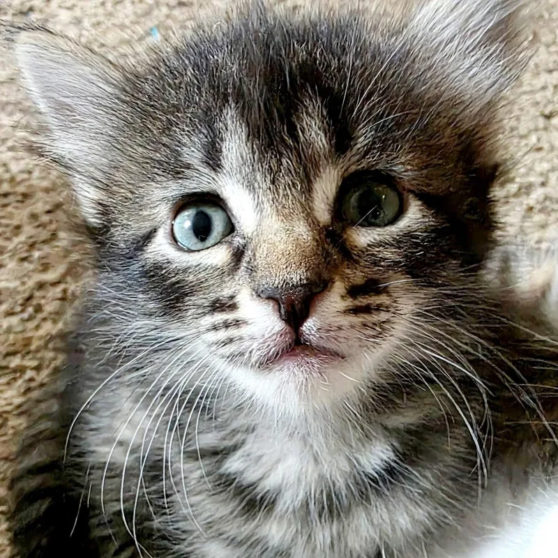 A baby medium-sized female Tabby (Gray / Blue / Silver) Domestic Medium Hair cat named Domino for adoption in Bulverde, TX