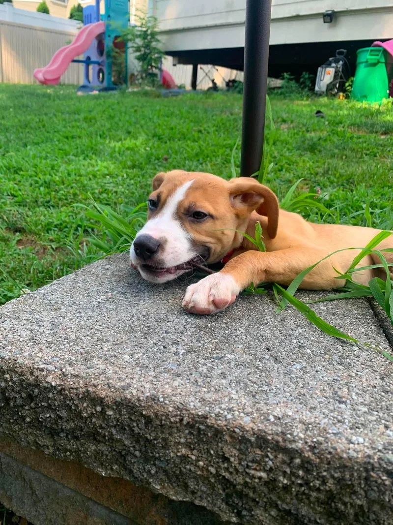 A baby medium-sized male Labrador Retriever dog named Smores for adoption in Carmel, NY