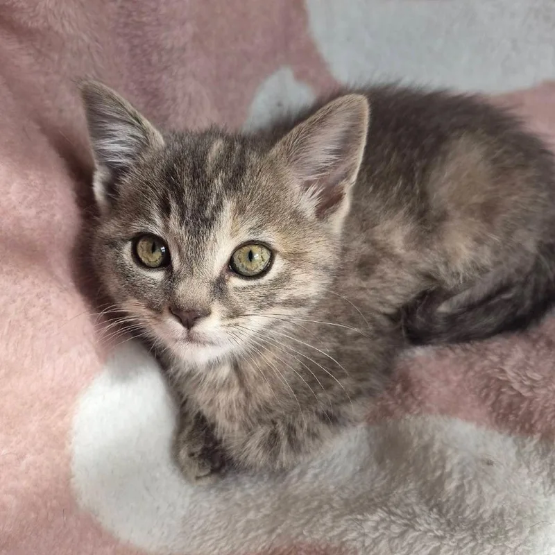 A baby small-sized female Tortoiseshell Domestic Short Hair cat named Galadriel for adoption in Lexington, KY