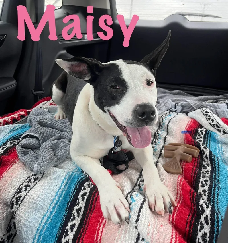 Maisy