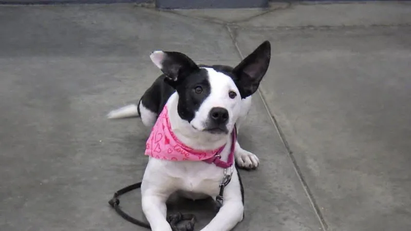 Maisy thumbnail 2