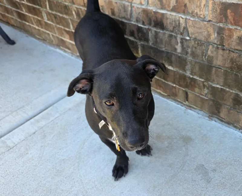 An adult small-sized female Black Dachshund dog named Elka Brt for adoption in Missouri City, TX