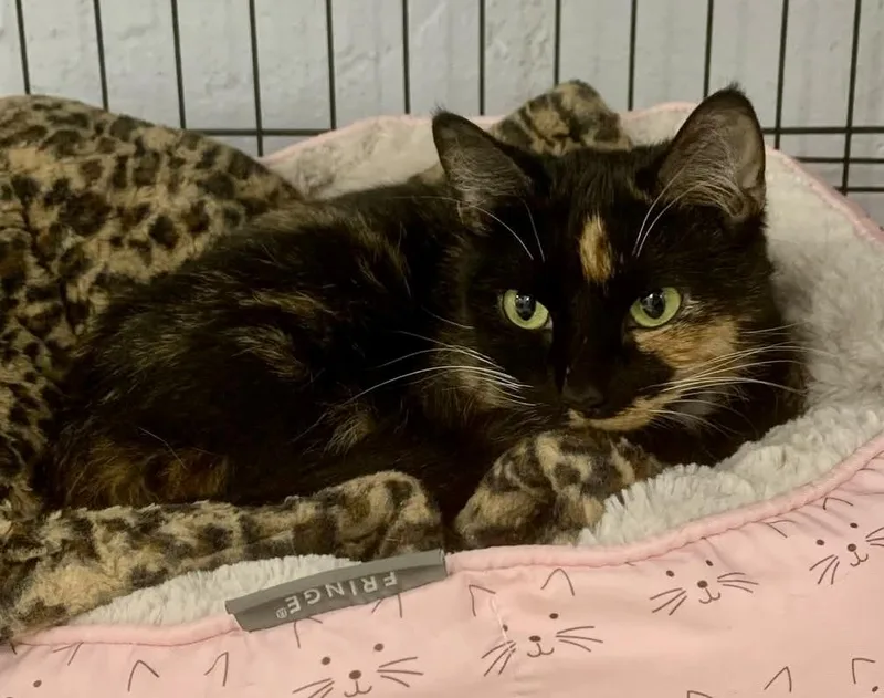 A young medium-sized female Domestic Short Hair cat named Nora And Stephie for adoption in Ozone Park, NY