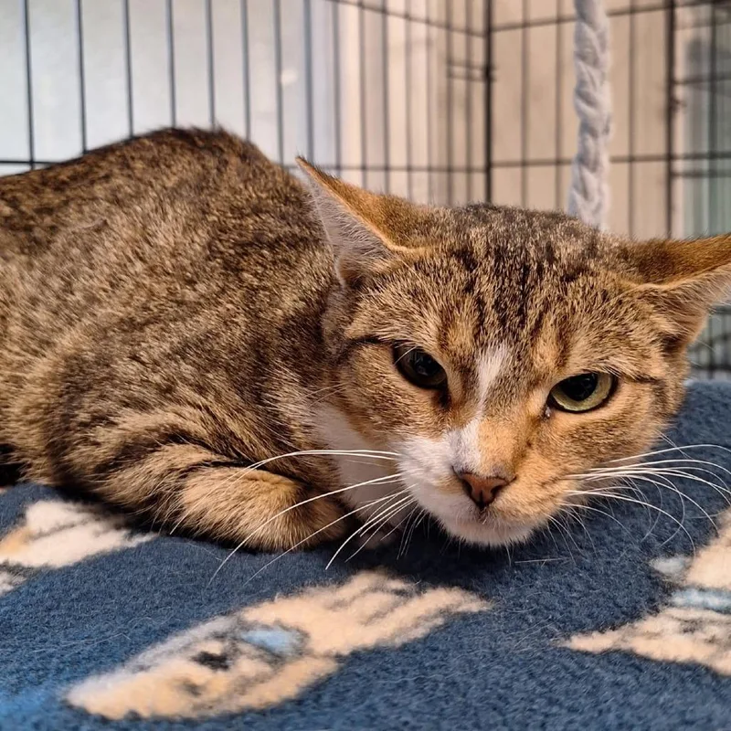 A young medium-sized female Domestic Short Hair cat named Caterpillar for adoption in Attica, NY