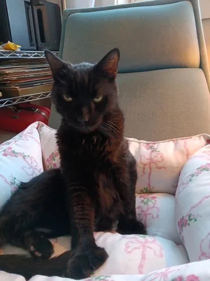 Velveeta thumbnail 3