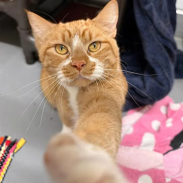 An adult medium-sized male Domestic Short Hair cat named Pepe  Bonded Buddy for adoption in Des Moines, IA