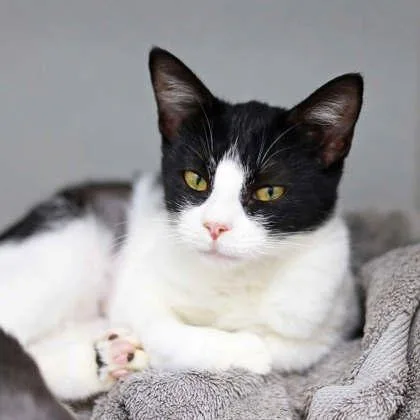 A baby small-sized female White Domestic Short Hair cat named Lilith for adoption in Atlanta, GA