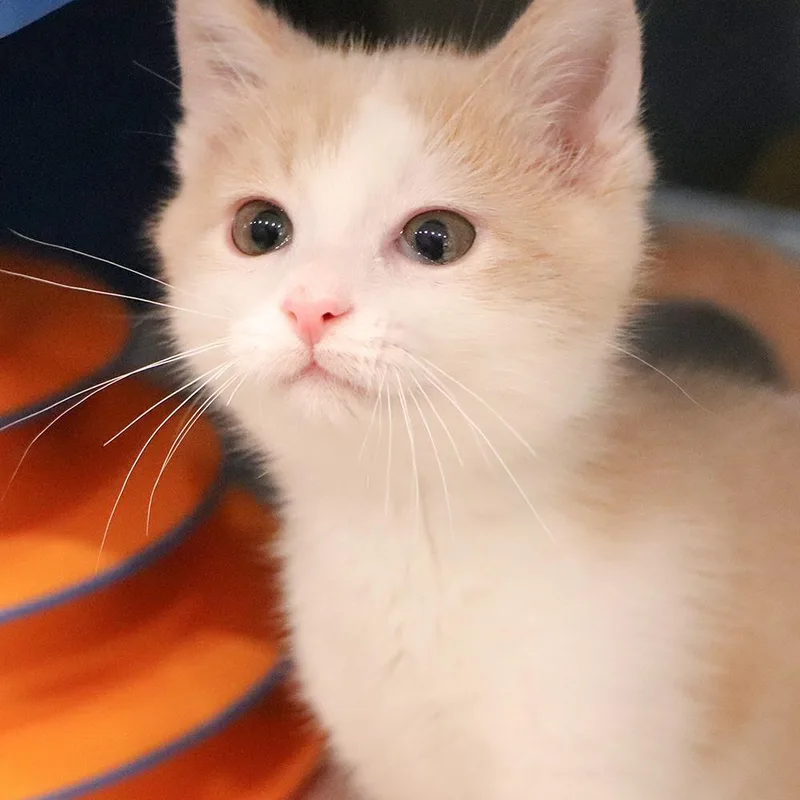 A baby small-sized male Domestic Medium Hair cat named Og Anunoby for adoption in Port Washington, NY