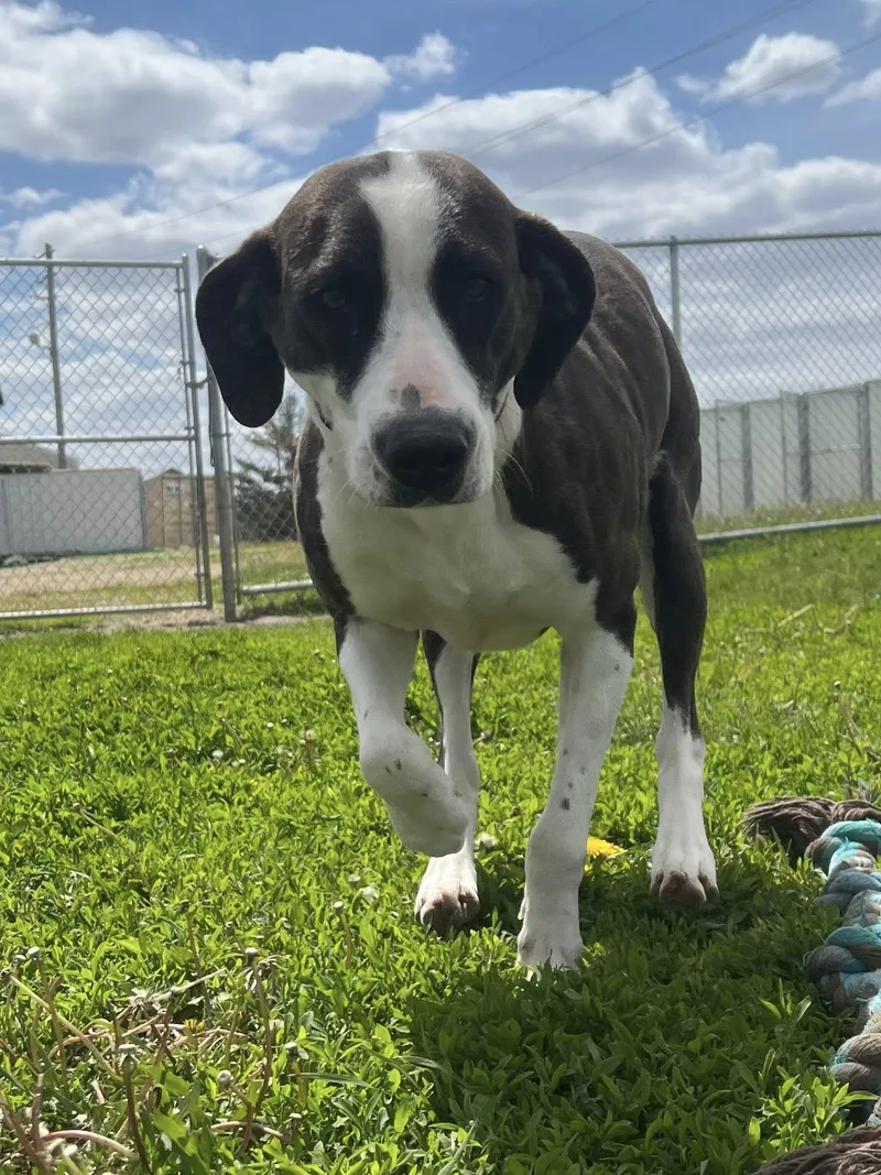 An adult medium-sized female Mixed Breed dog named Tulip for adoption in Davenport, IA