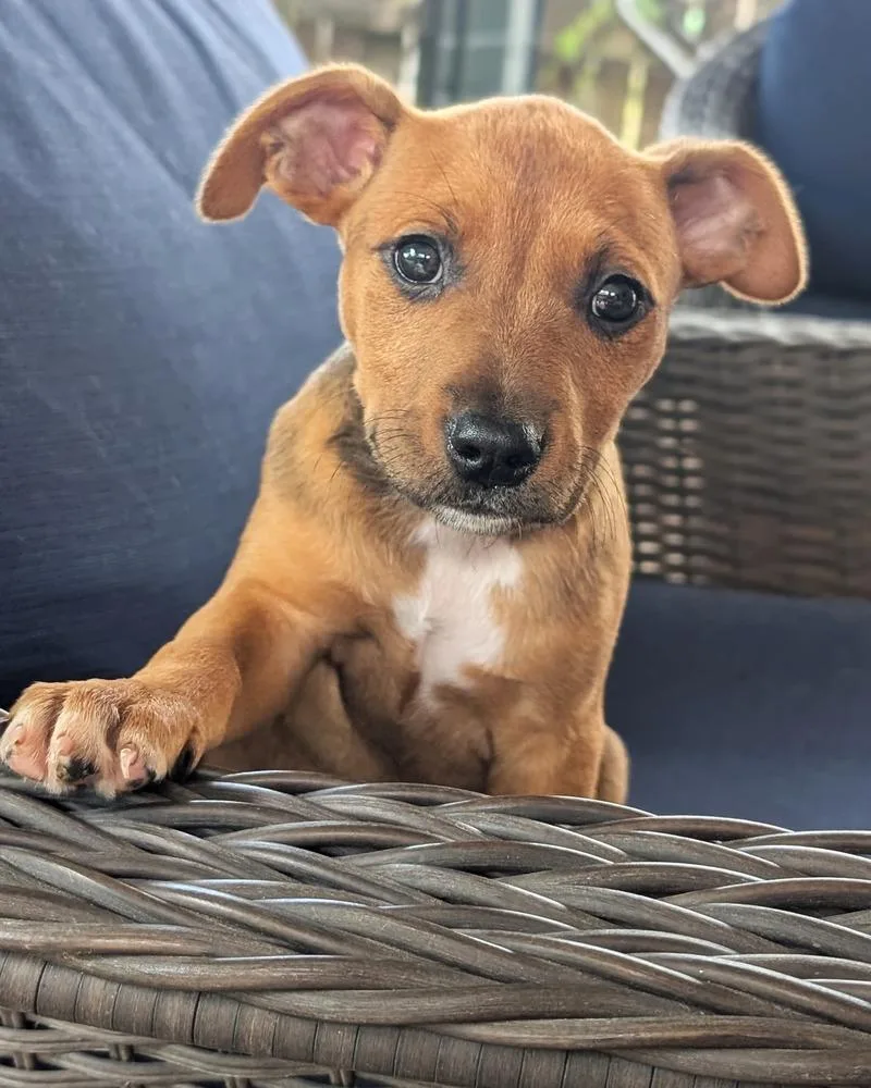 A baby medium-sized female Brown / Chocolate Australian Cattle Dog / Blue Heeler dog named Little Red Riding Hood for adoption in Shawnee, OK