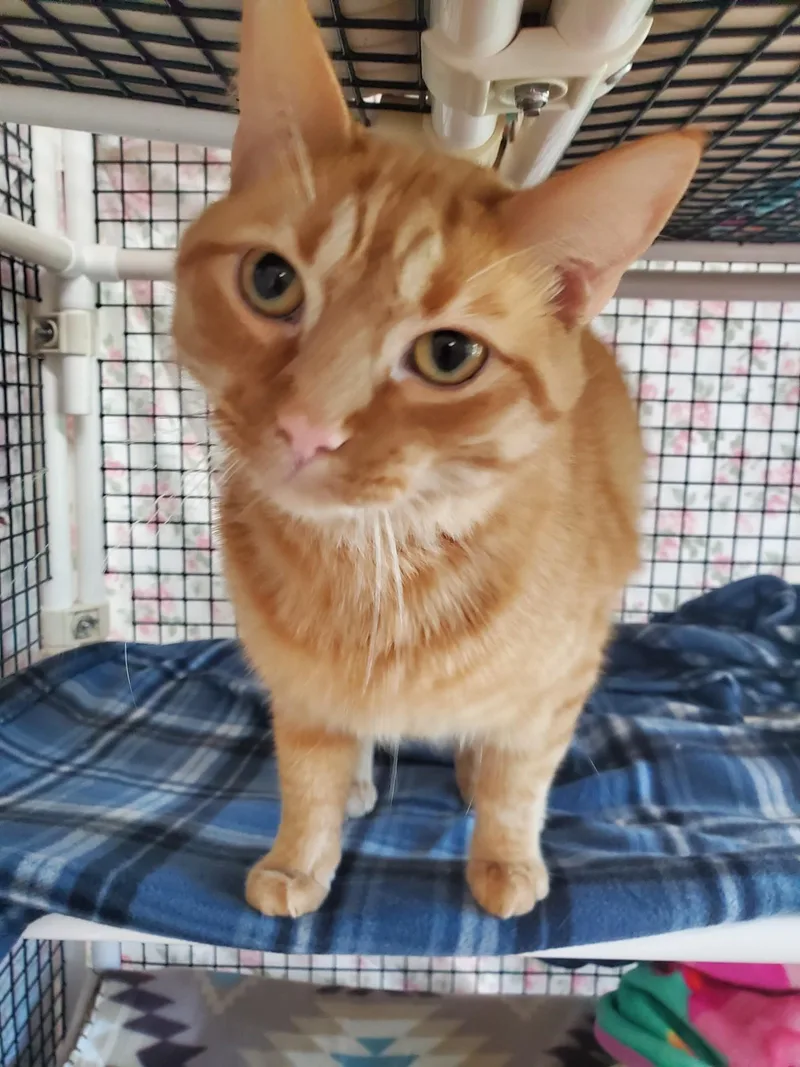An adult large-sized male Domestic Short Hair cat named Big Mac for adoption in Altoona, PA