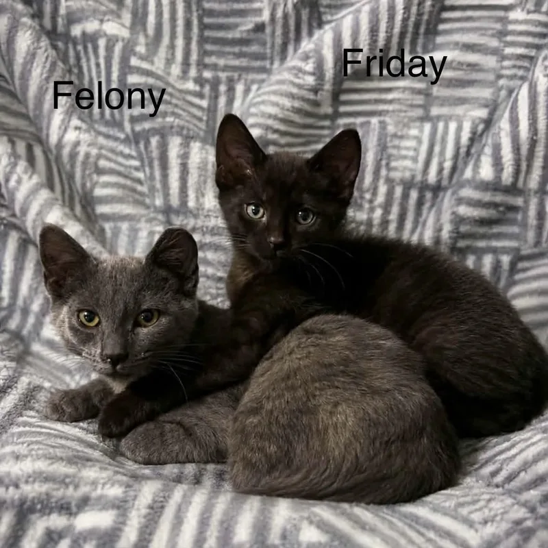 Felony & Friday thumbnail 2