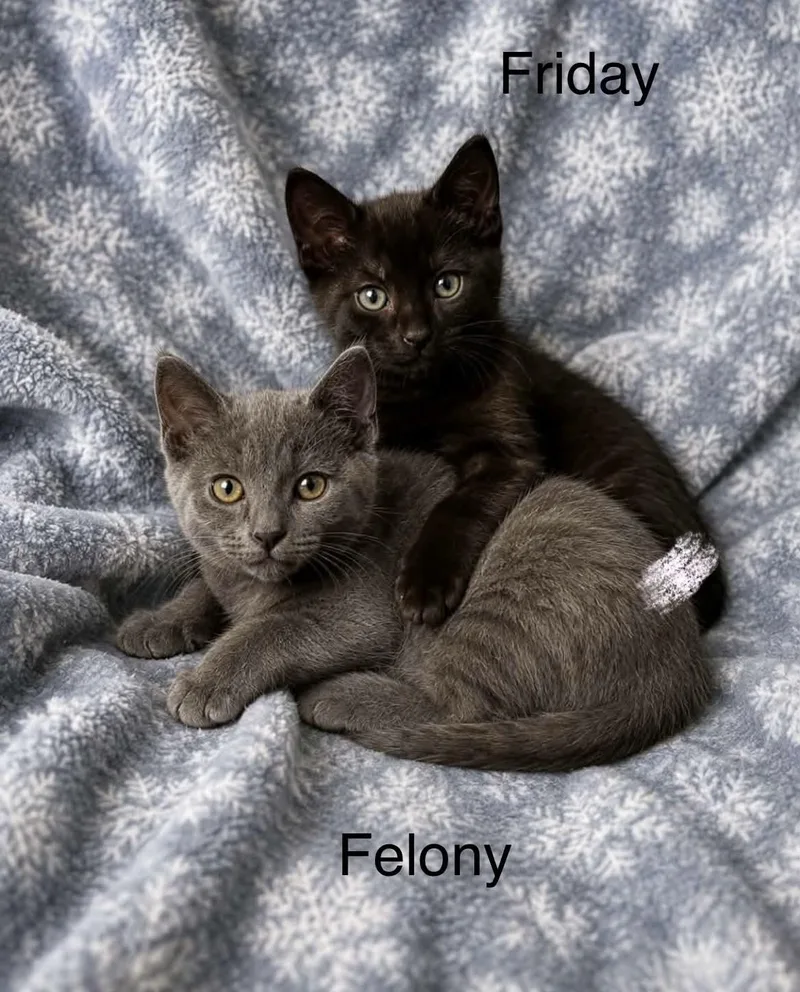Felony & Friday thumbnail 3