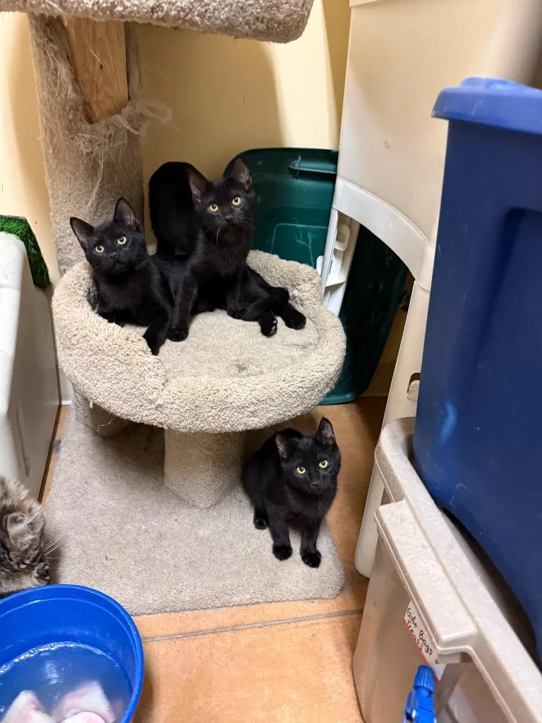 A baby small-sized female Domestic Short Hair cat named Cola for adoption in Thayne, WY