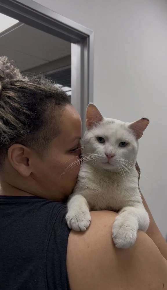An adult medium-sized male White Domestic Short Hair cat named Detour for adoption in East hartford, CT