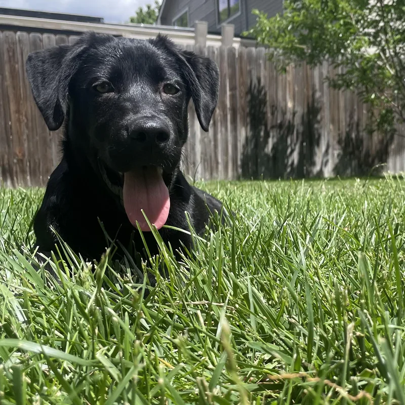 A baby medium-sized male Black Labrador Retriever dog named Duke for adoption in Fort Collins, CO