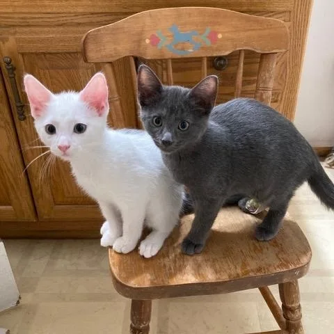 A baby medium-sized male White Domestic Short Hair cat named Tucker for adoption in Midland, MI