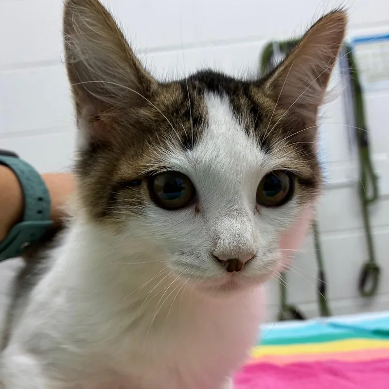 A baby small-sized female Brown / Chocolate Domestic Medium Hair cat named Galley for adoption in Corpus Christi, TX