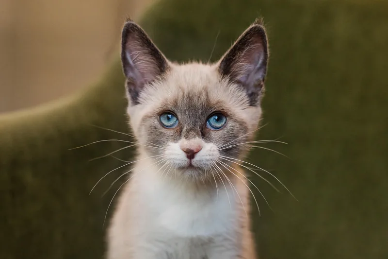 A baby medium-sized female Siamese cat named Rochelle for adoption in Davis, CA