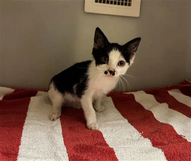 A baby small-sized female Domestic Short Hair cat named Baby Ruth for adoption in Statesville, NC