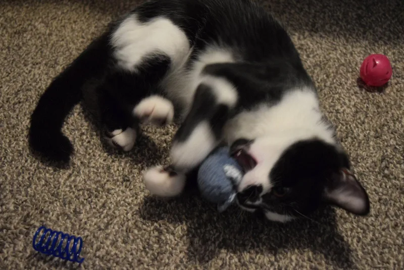 A baby medium-sized male Domestic Short Hair cat named Black Jack for adoption in Rochester, NY
