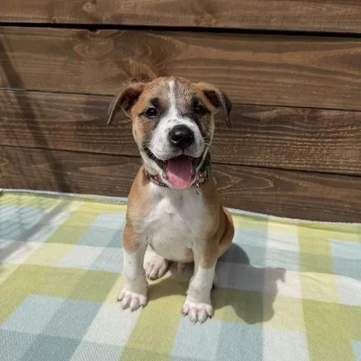 Chimpanzee thumbnail 2