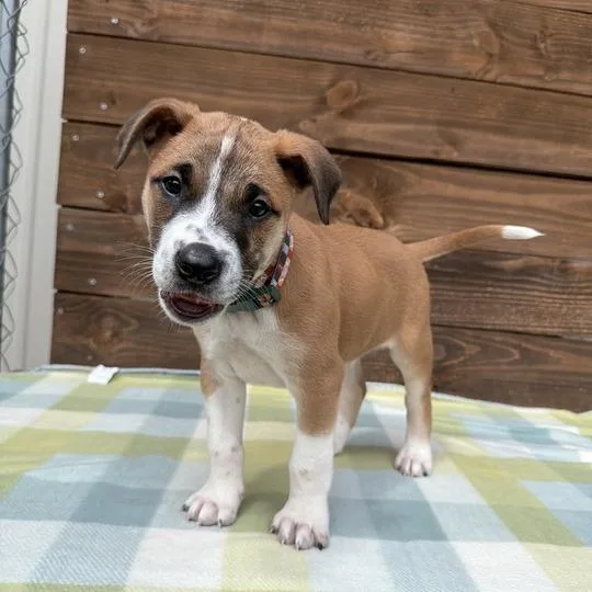 Chimpanzee thumbnail 3