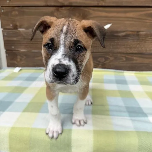 Chimpanzee thumbnail 4