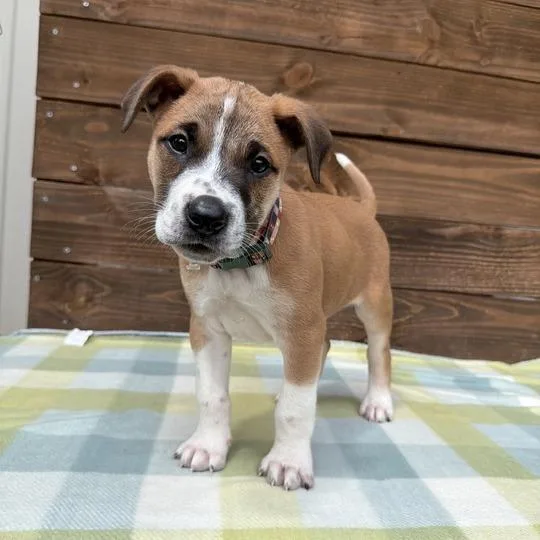 Chimpanzee thumbnail 5