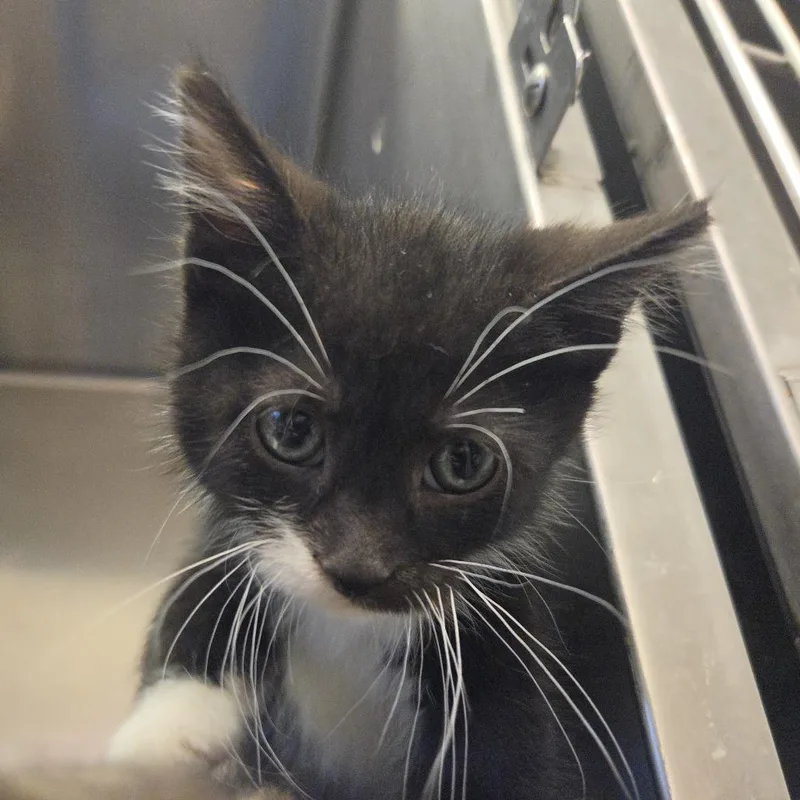 A baby small-sized male Black Domestic Short Hair cat named Polar for adoption in Rock Falls, IL