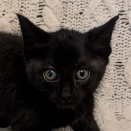A baby medium-sized female Domestic Short Hair cat named Rice Krispy for adoption in Savannah, GA