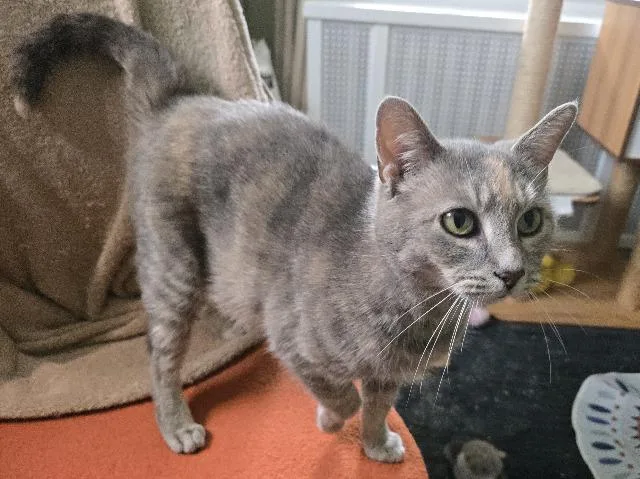 An adult medium-sized female Domestic Short Hair cat named Hazelwood for adoption in Cincinnati, OH