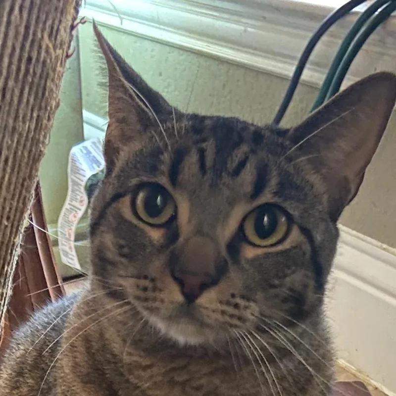 Pigwidgeon C Now Oliver