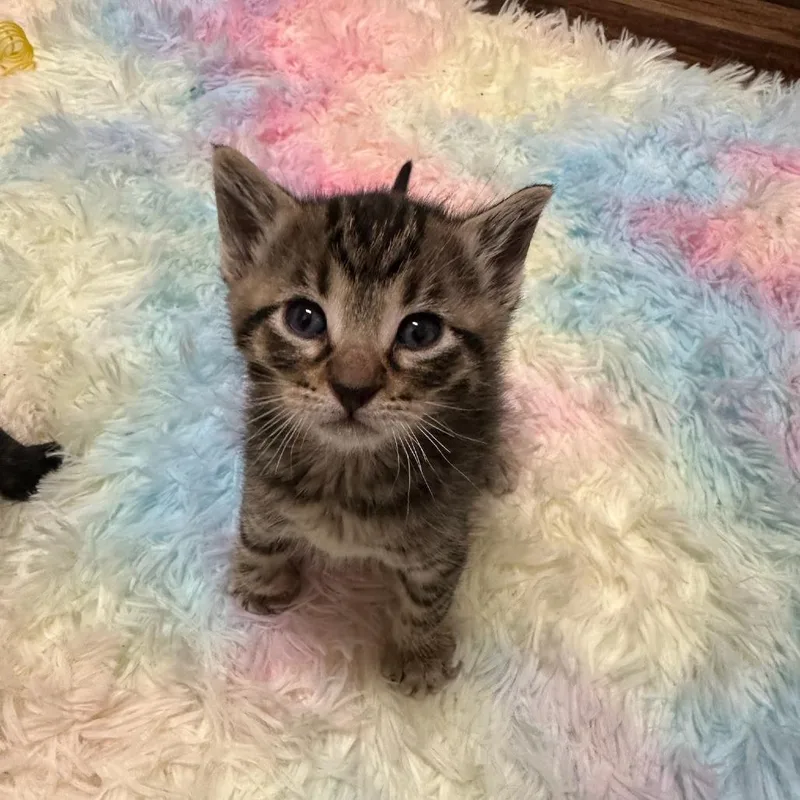 Pigwidgeon C Now Oliver thumbnail 2