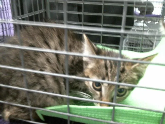 A baby small-sized female Domestic Short Hair cat named Oak for adoption in Houston, TX