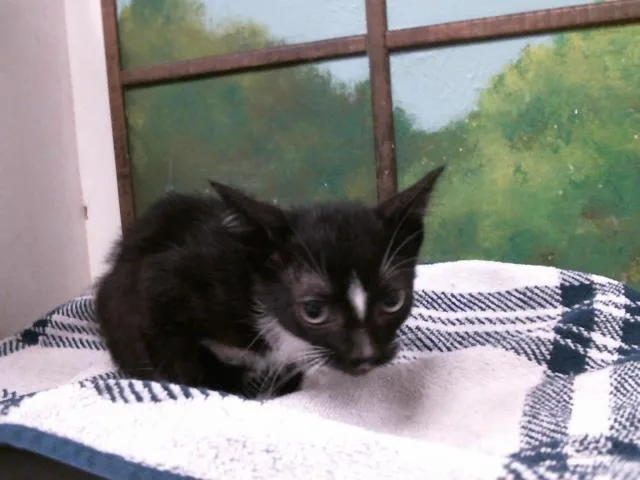 A baby small-sized male Domestic Short Hair cat named Max for adoption in Houston, TX