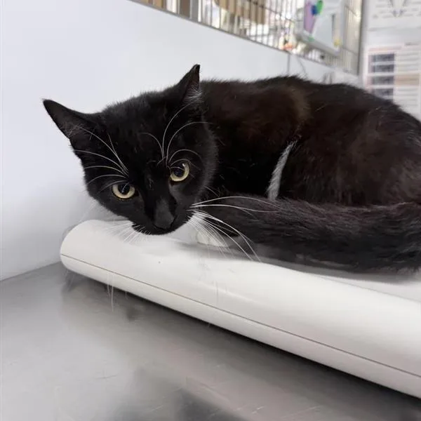 A young medium-sized male Black Domestic Short Hair cat named Pixen for adoption in New York, NY