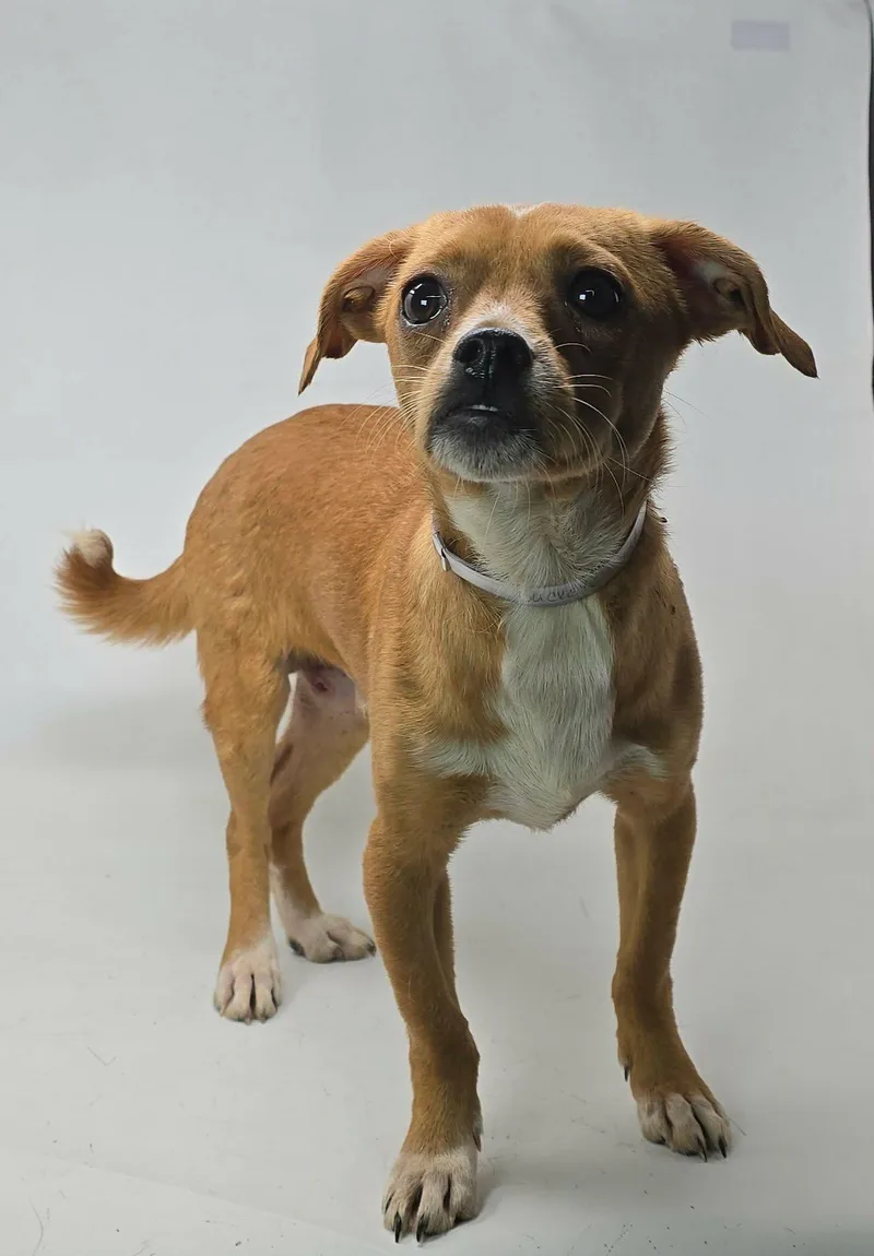 A baby small-sized male Brown / Chocolate Chiweenie dog named Buckeye for adoption in Newport, TN