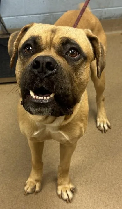 An adult extra large-sized male Mixed Breed dog named Cassius for adoption in Chamblee, GA