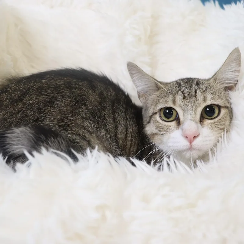 A baby medium-sized female Domestic Short Hair cat named Pickles for adoption in League City, TX