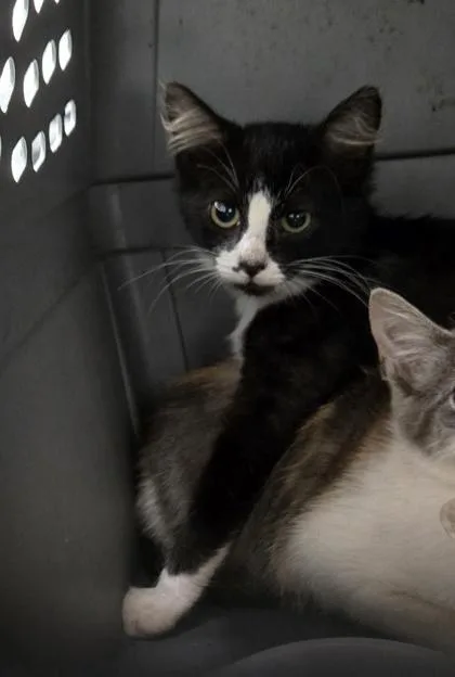 A baby small-sized female Domestic Short Hair cat named Megara for adoption in Cumming, GA