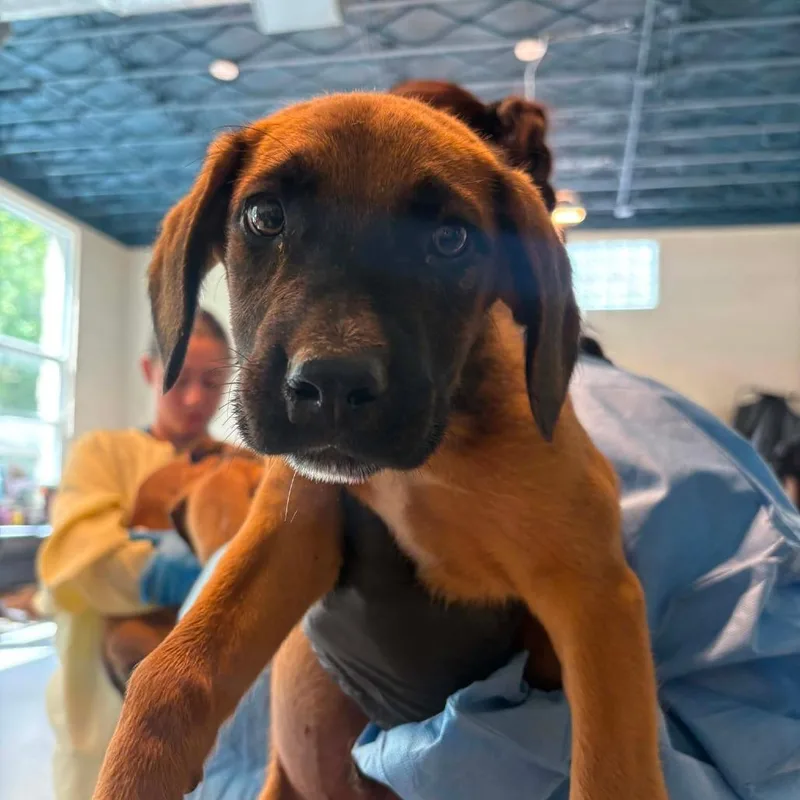 A baby small-sized male Brown / Chocolate Mixed Breed dog named Leland for adoption in Huntington, WV