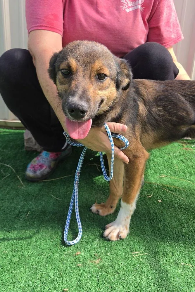 A young small-sized female Australian Shepherd dog named Blanche for adoption in Waterloo, IL