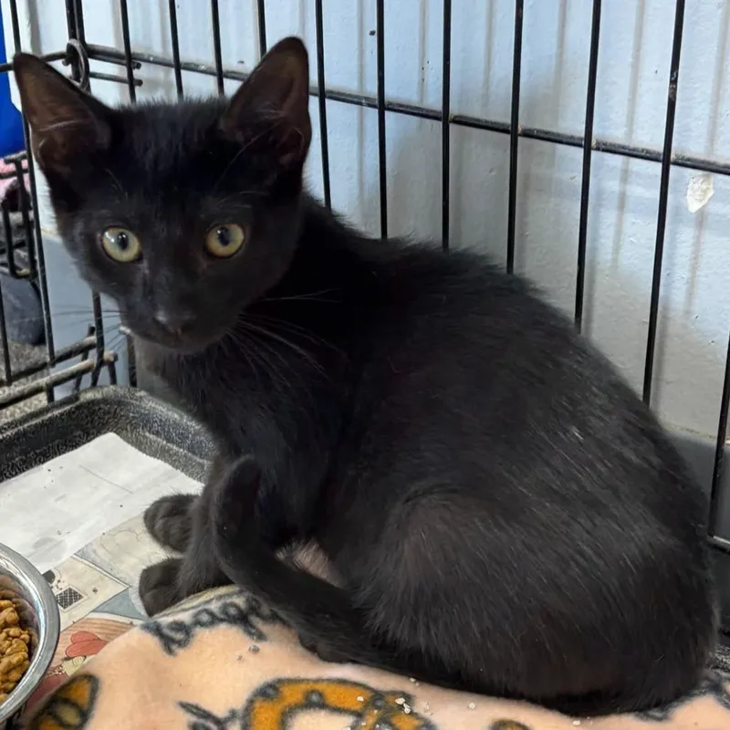 A baby small-sized male Black Domestic Short Hair cat named Leisure for adoption in Hamburg, NY