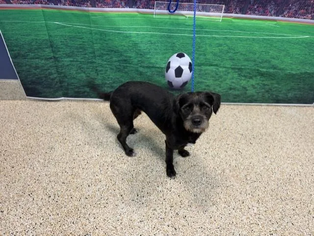 A young small-sized male Border Terrier dog named Oreo for adoption in Miami, FL