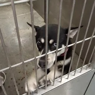 A young small-sized female Black Husky dog named Sally for adoption in Hannibal, MO